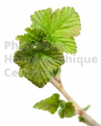 Cassis Ribes nigrum bourgeon articulation fatigu