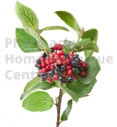 Viburnum lantana viorne bourgeon respiration